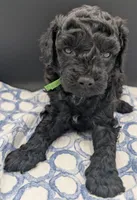 Adam 💚, a male Poodle - Miniature  for sale in Meta, MO – Photo 9 of 10