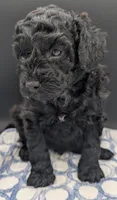 Adam 💚, a male Poodle - Miniature  for sale in Meta, MO – Photo 1 of 10