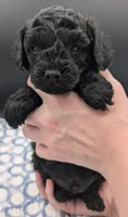 Adam 💚, a male Poodle - Miniature  for sale in Meta, MO – Photo 3 of 10