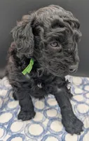 Adam 💚, a male Poodle - Miniature  for sale in Meta, MO – Photo 4 of 10