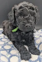 Adam 💚, a male Poodle - Miniature  for sale in Meta, MO – Photo 6 of 10