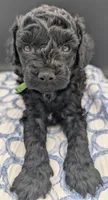 Adam 💚, a male Poodle - Miniature  for sale in Meta, MO – Photo 10 of 10
