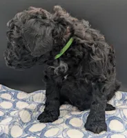 Adam 💚, a male Poodle - Miniature  for sale in Meta, MO – Photo 5 of 10