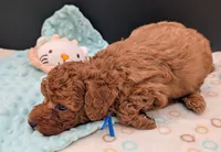 Blueberry 🫐, a male Poodle - Toy  for sale in Meta, MO – 3 of 10