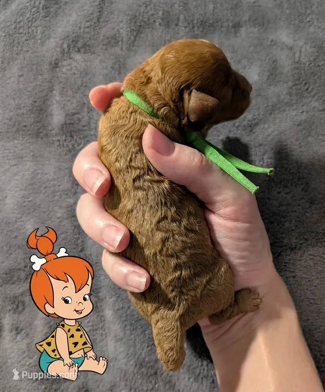 Pebbles 💚 – Poodle - Toy  puppy for sale in Meta, MO