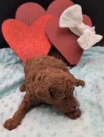 Cal 🤍, a male Poodle - Miniature  for sale in Meta, MO – 3 of 10