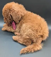 Cinnamon ♥️, a female Poodle - Toy  for sale in Meta, MO – 10 of 10