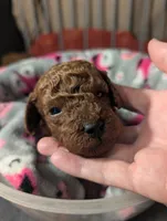 Woody 🤎, a male Poodle - Miniature  for sale in Meta, MO – 9 of 10