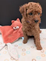 Grape 🍇, a female Poodle - Toy  for sale in Meta, MO – 1 of 10