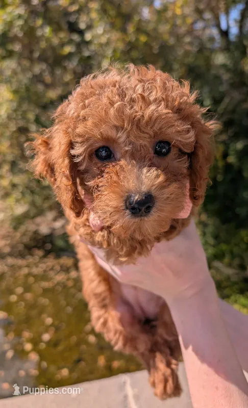 Raspberry 🩷 – Poodle - Toy  puppy for sale in Meta, MO