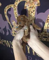 Blueberry 🫐, a male Poodle - Toy  for sale in Meta, MO – 5 of 10