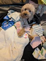 Scarlet Retired , a female Poodle - Miniature  for sale in Meta, MO – 8 of 10
