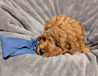 Caleb 🩵, a male Poodle - Miniature  for sale in Meta, MO – 9 of 10