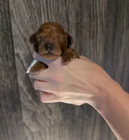 Buzz 🤍, a male Poodle - Miniature  for sale in Meta, MO – 7 of 10