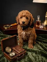 Abel 🤎, a male Poodle - Miniature  for sale in Meta, MO – 6 of 10