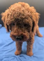 Caleb 🩵, a male Poodle - Miniature  for sale in Meta, MO – 2 of 10