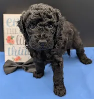 Rafiki 🖤, a male Poodle - Miniature  for sale in Meta, MO – 7 of 10