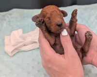 Cal 🤍, a male Poodle - Miniature  for sale in Meta, MO – 3 of 10