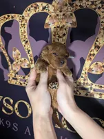 Mohawk 🩶, a male Poodle - Miniature  for sale in Meta, MO – 7 of 10