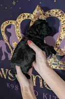 Rafiki 🖤, a male Poodle - Miniature  for sale in Meta, MO – 6 of 10