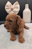 Sophia 🩷, a female Poodle - Miniature  for sale in Meta, MO – 10 of 10