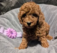 Sophie 💜, a female Poodle - Miniature  for sale in Meta, MO – 8 of 10