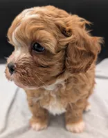 Jaxin 🩵, a male Cavapoo for sale in Meta, MO – 5 of 10