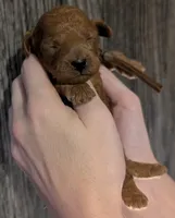 Chestnut 🌰, a male Poodle - Toy  for sale in Meta, MO – 2 of 10