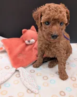 Grape 🍇, a female Poodle - Toy  for sale in Meta, MO – 2 of 10
