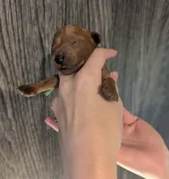Rex 🦖, a male Poodle - Miniature  for sale in Meta, MO – 8 of 10