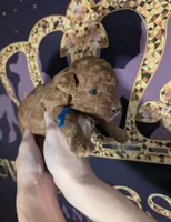 Blueberry 🫐, a male Poodle - Toy  for sale in Meta, MO – 9 of 10