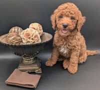 All Spice 🤎, a male Poodle - Toy  for sale in Meta, MO – 8 of 10