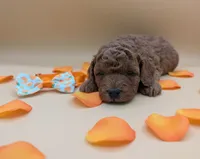 processed/68786468-075f-4744-9406-fc846190954c/listing/fbcdca7c-5d4a-4088-8cd4-8ab2dcc2ba38/50debaf6-5326-4c29-b10f-652d78ca1818