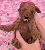 Ruth 💜, a  Poodle - Miniature  for sale in Meta, MO – Photo 10 of 10