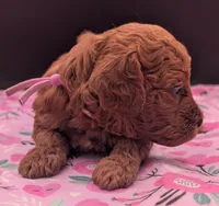 Ruth 💜, a  Poodle - Miniature  for sale in Meta, MO – Photo 9 of 10