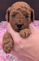 Ruth 💜, a  Poodle - Miniature  for sale in Meta, MO – Photo 5 of 10