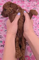 Ruth 💜, a  Poodle - Miniature  for sale in Meta, MO – Photo 2 of 10