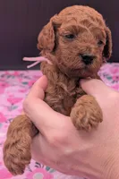 Ruth 💜, a  Poodle - Miniature  for sale in Meta, MO – Photo 4 of 10