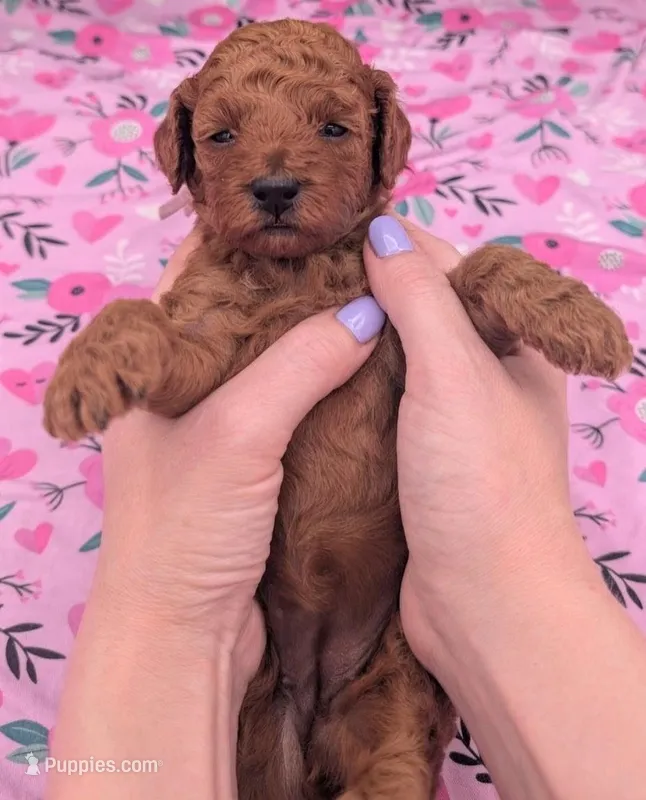 Ruth 💜 – Poodle - Miniature  puppy for sale in Meta, MO