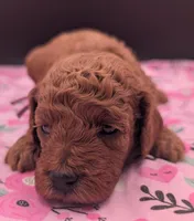 Ruth 💜, a  Poodle - Miniature  for sale in Meta, MO – Photo 7 of 10