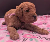 Ruth 💜, a  Poodle - Miniature  for sale in Meta, MO – Photo 6 of 10