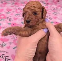 Ruth 💜, a  Poodle - Miniature  for sale in Meta, MO – Photo 3 of 10