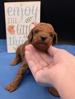 Buzz 🤍, a male Poodle - Miniature  for sale in Meta, MO – 2 of 10