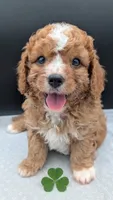 Nathan 🩶, a male Cavapoo for sale in Meta, MO – 3 of 10