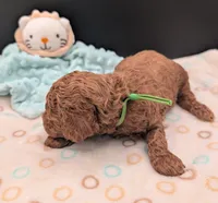 Rex 🦖, a male Poodle - Miniature  for sale in Meta, MO – 8 of 10