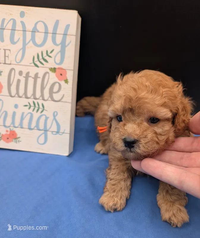 Bamm Bamm 🧡 – Poodle - Toy  puppy for sale in Meta, MO