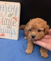 Bamm Bamm 🧡, a male Poodle - Toy  for sale in Meta, MO – 1 of 10