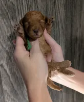 Pebbles 💚, a female Poodle - Toy  for sale in Meta, MO – 4 of 10