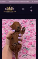 Ruth 💜, a female Poodle - Miniature  for sale in Meta, MO – Photo 10 of 10