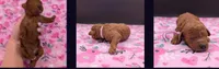 Ruth 💜, a female Poodle - Miniature  for sale in Meta, MO – Photo 4 of 10